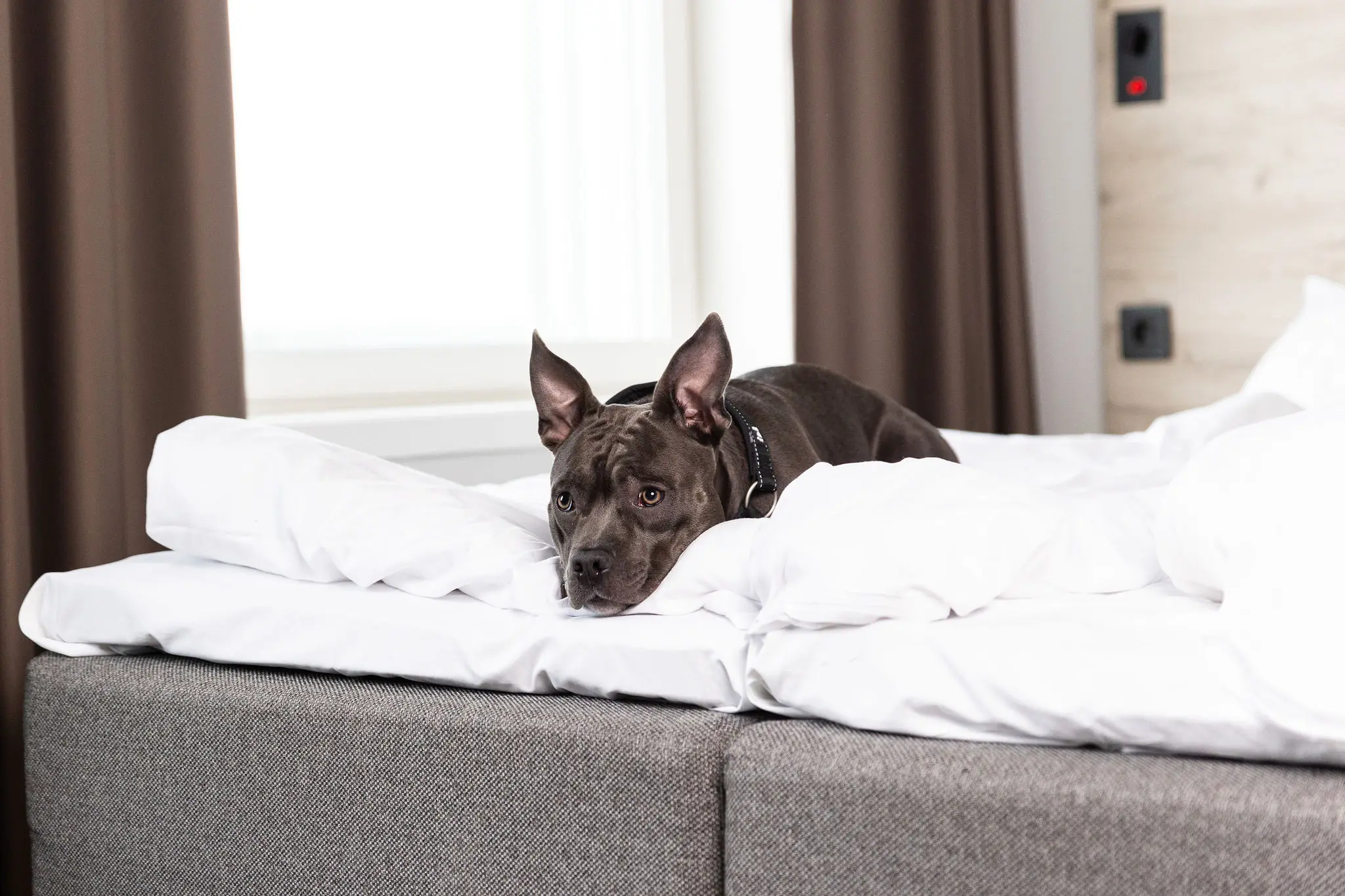 En svart hund i sängen i ett av hotellets hundvänliga rum. Hunden ligger ner och tittar ut i rummet
