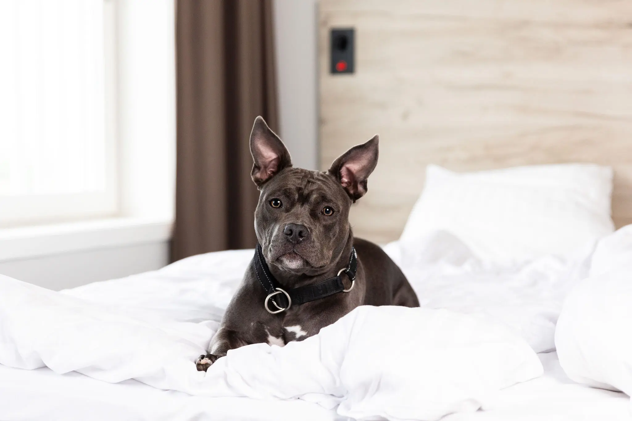 En svart hund i sängen i ett av hotellets hundvänliga rum. Hunden tittar in i kameran